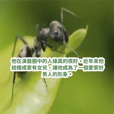 夢見消滅螞蟻|伊本·西林 (Ibn Sirin) 夢見螞蟻的 20 個最重要的解釋